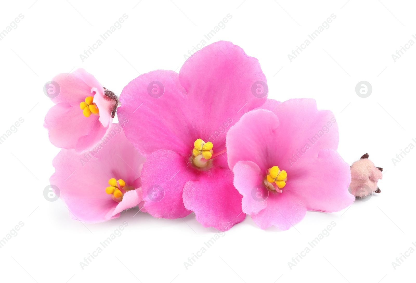 Photo of Pink violet flowers isolated on white. Delicate house plant