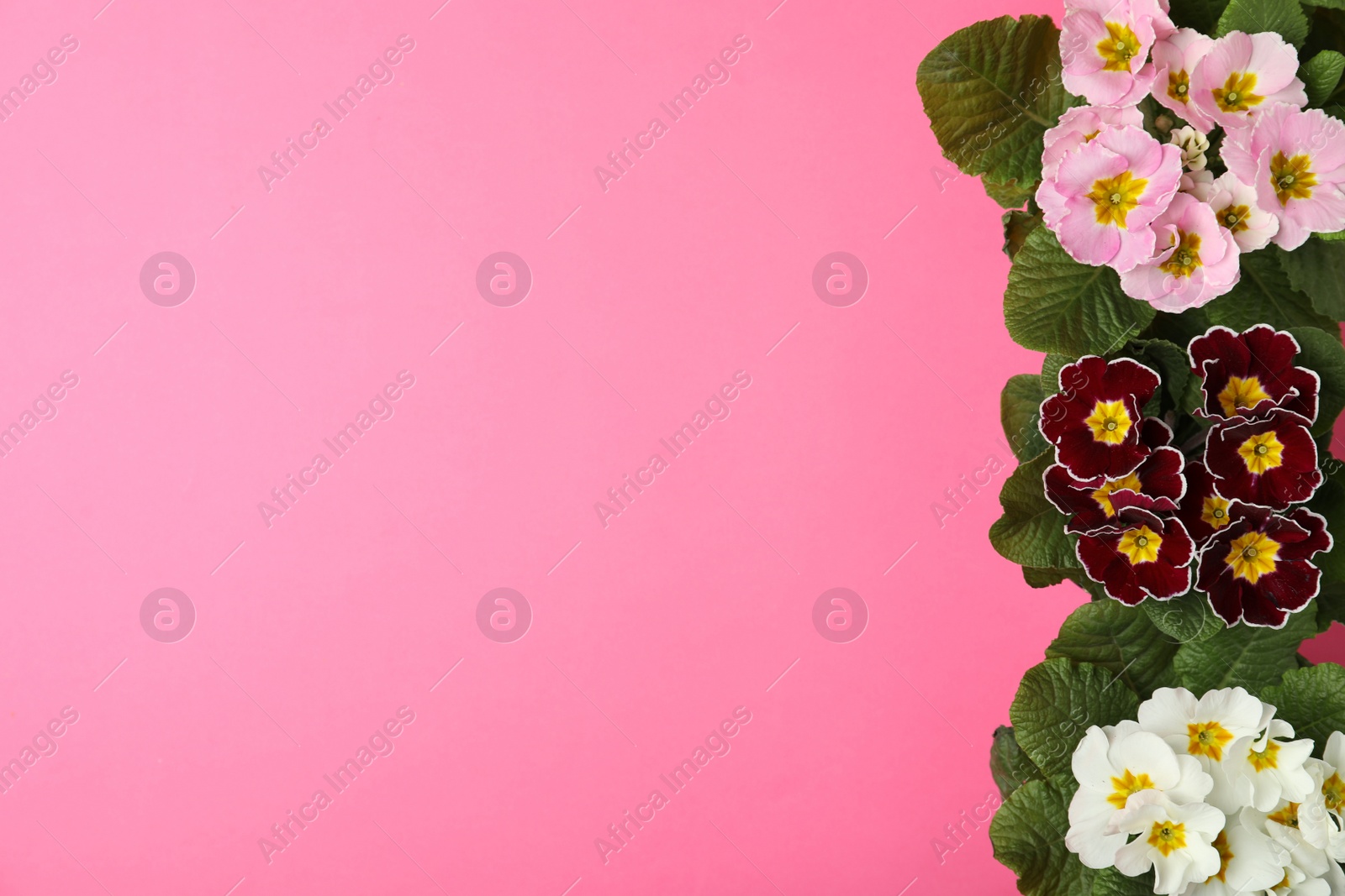 Photo of Primrose Primula Vulgaris flowers on pink background, flat lay with space for text. Spring season