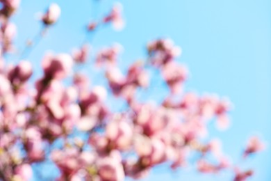 Blurred view of beautiful tree with pink blossom outdoors. Bokeh effect