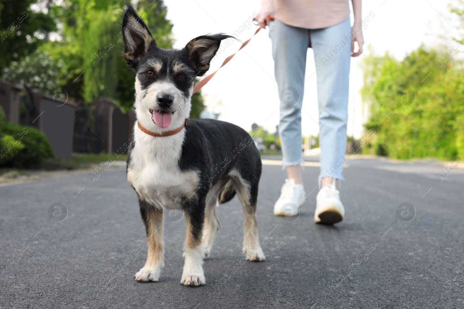 Photo of Woman walking her cute dog on city street, closeup