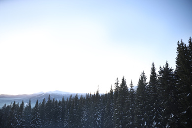 Photo of Picturesque view of conifer forest covered with snow on winter day