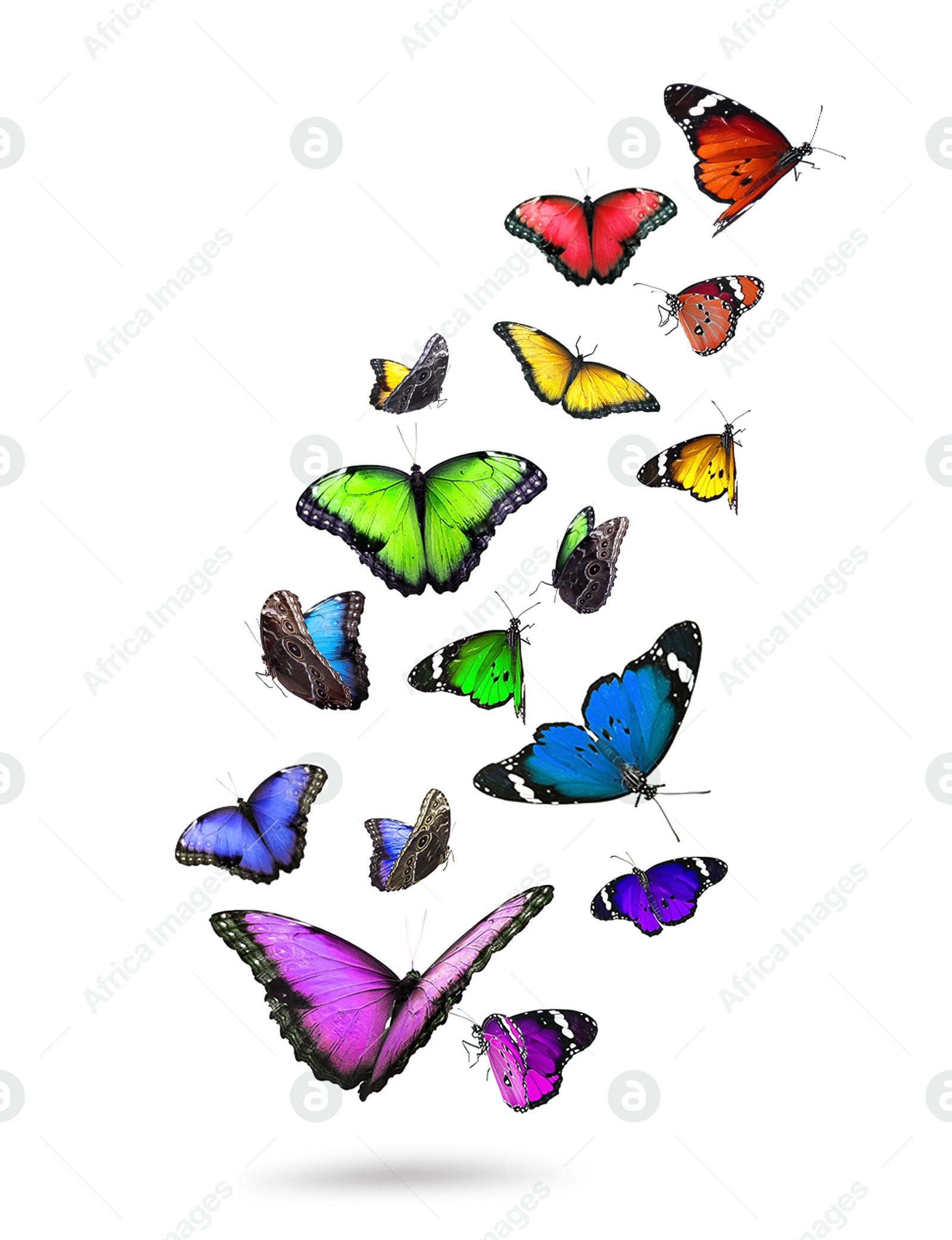 Image of Many beautiful flying colorful butterflies on white background