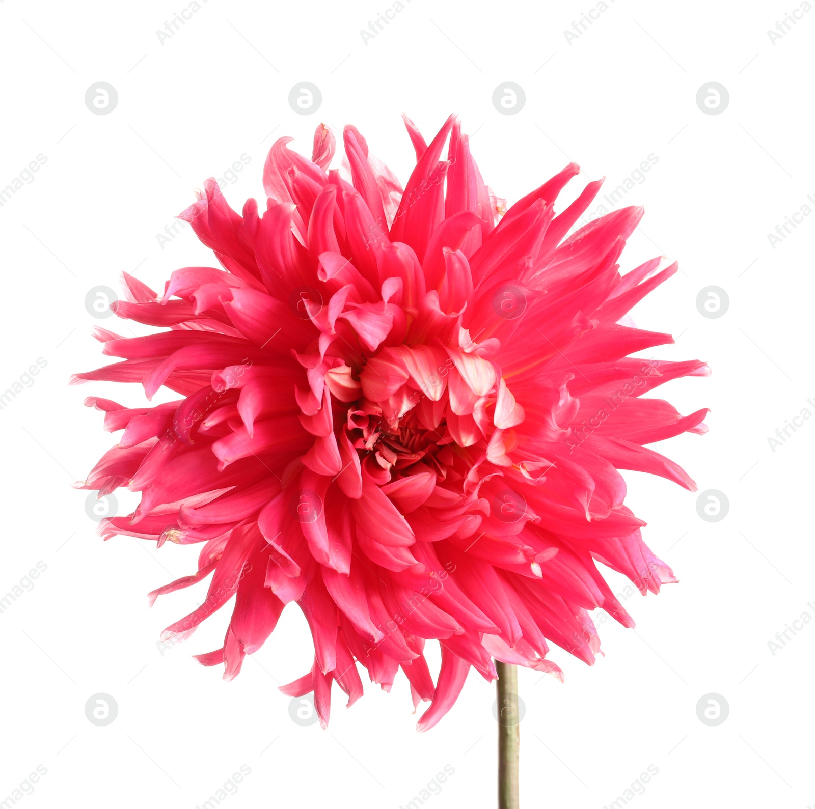 Photo of Beautiful pink dahlia flower on white background