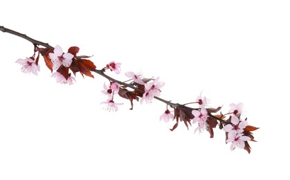 Photo of Spring tree branch with beautiful blossoms isolated on white