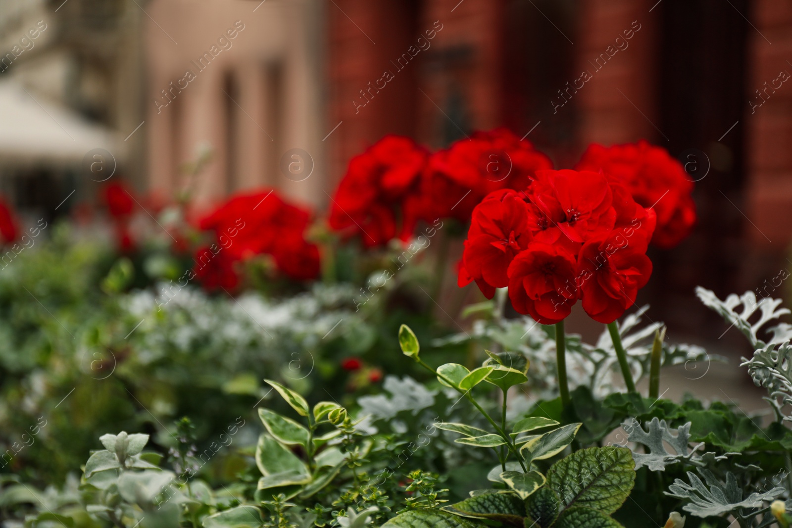 Photo of Beautiful red geranium flowers growing outdoors, closeup view