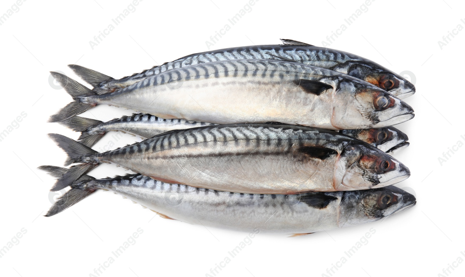Photo of Many tasty raw mackerels isolated on white