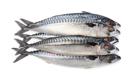 Many tasty raw mackerels isolated on white