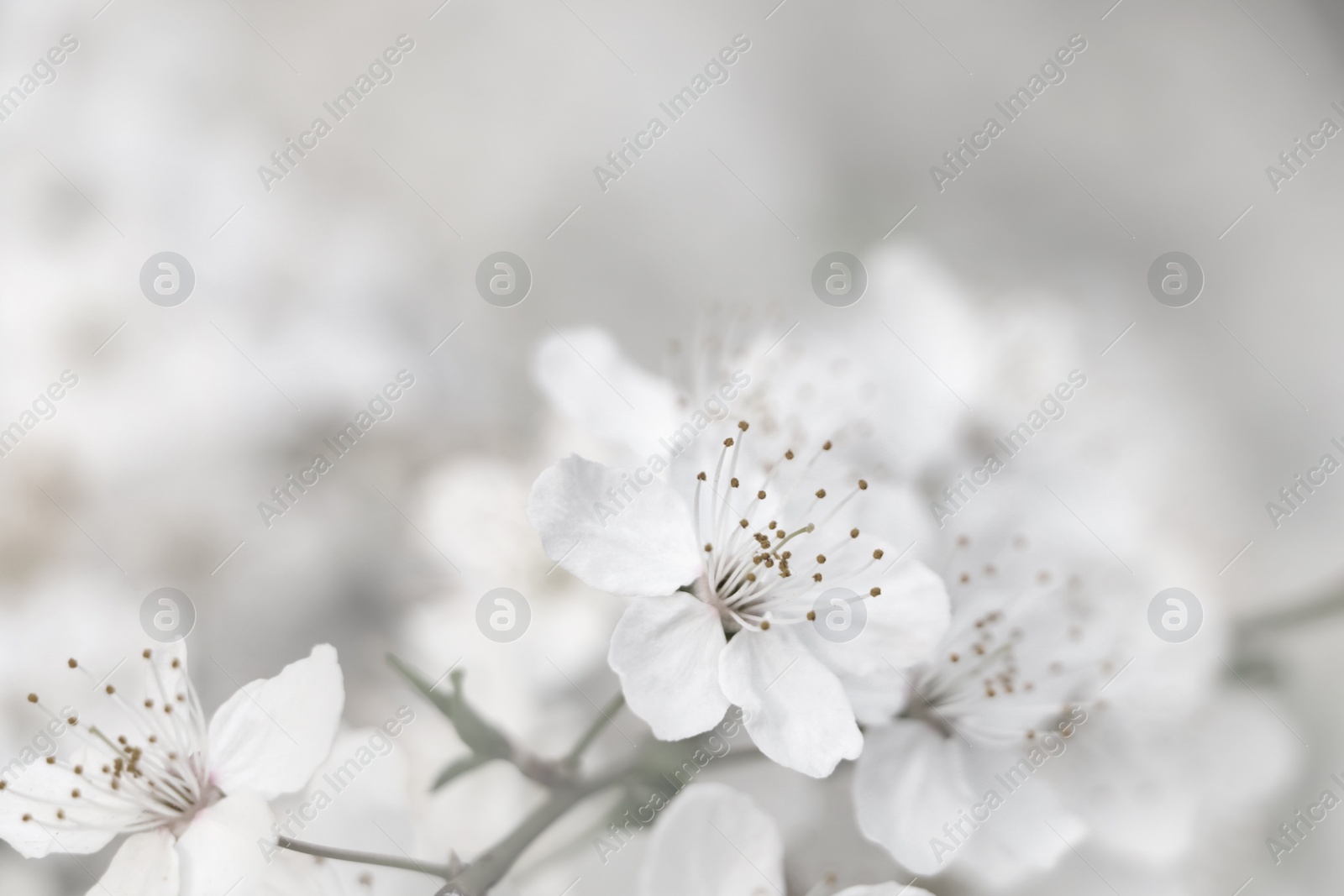 Image of Cherry tree with white blossoms on blurred background, closeup. Spring season