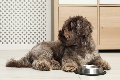 Photo of Cute Maltipoo dog and his bowl at home. Lovely pet