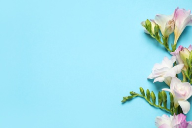 Photo of Beautiful blooming freesias on light blue background, flat lay. Space for text