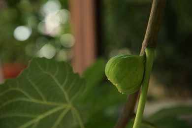 Photo of Unripe fig on tree branch, closeup. Space for text