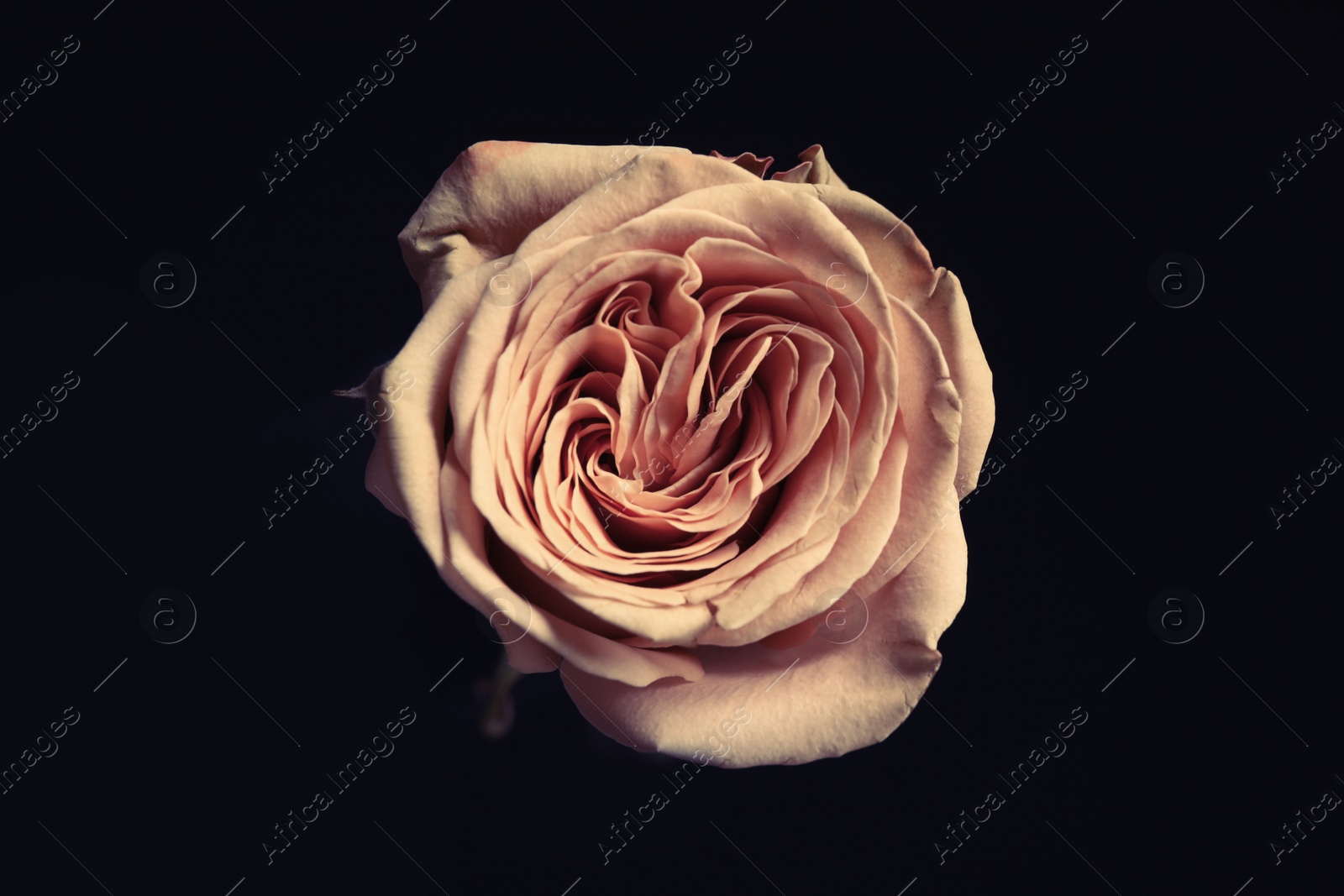 Photo of Beautiful rose on black background. Floral card design with dark vintage effect