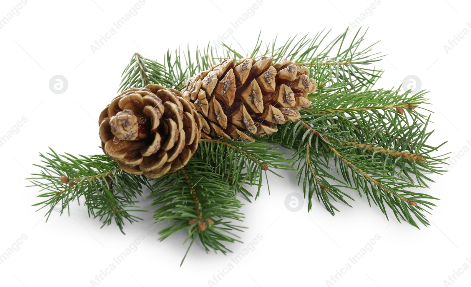 Photo of Beautiful fir tree branches with pinecones on white background