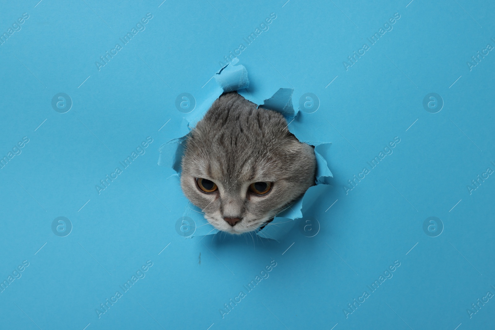 Photo of Cute cat looking through hole in light blue paper