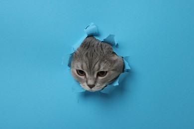 Cute cat looking through hole in light blue paper