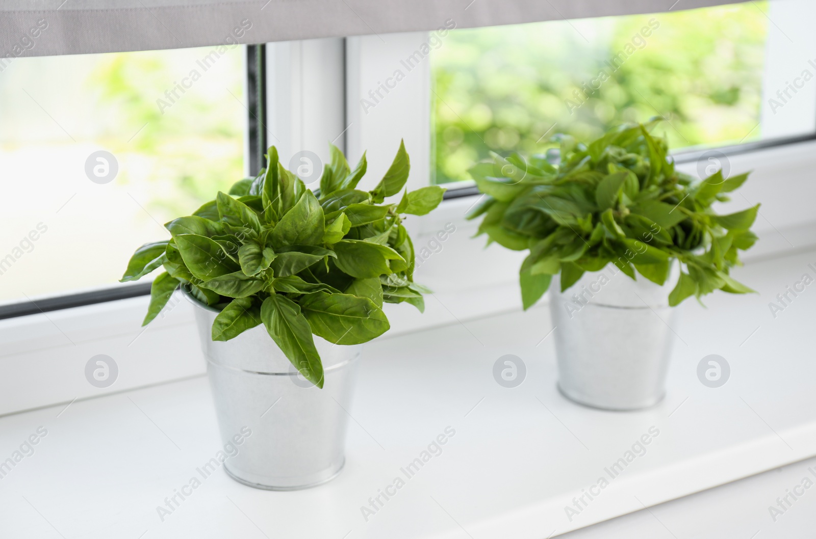 Photo of Fresh green basil in pots on white window sill