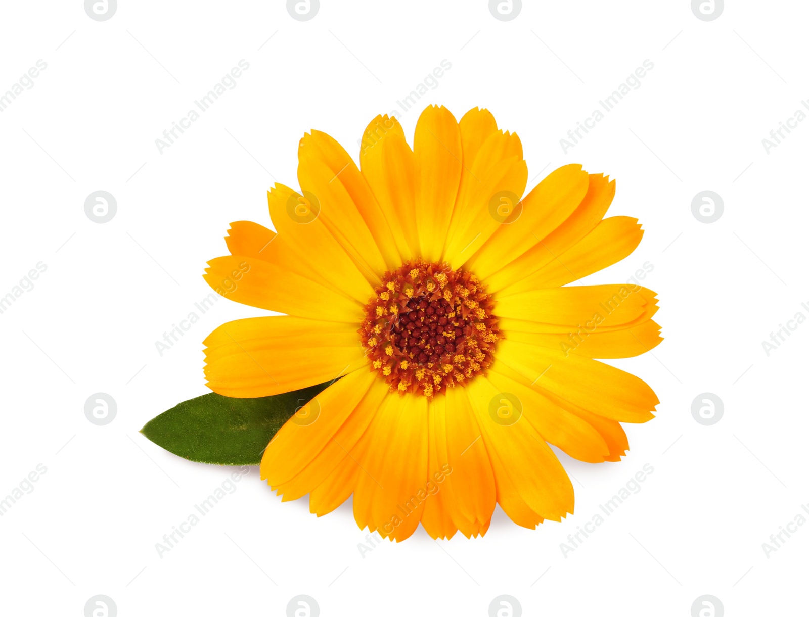 Photo of Beautiful blooming calendula flower with green leaf on white background