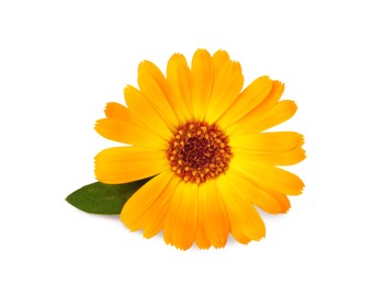 Photo of Beautiful blooming calendula flower with green leaf on white background