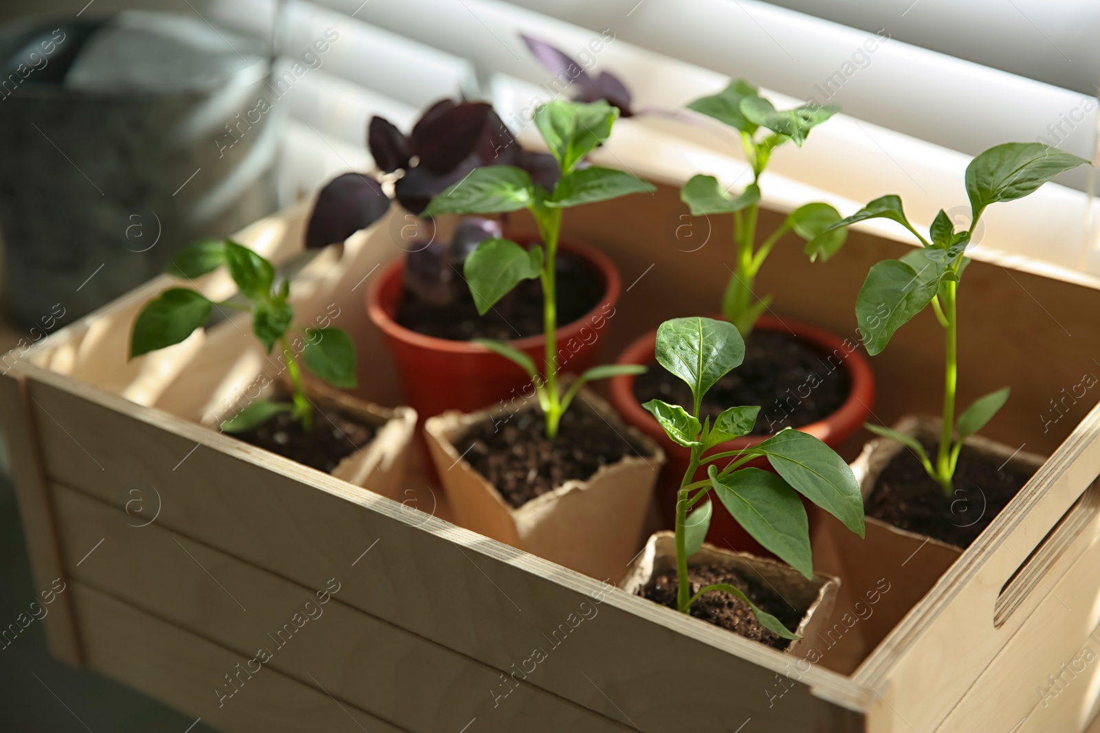 Photo of Many young seedlings in wooden crate near window, closeup