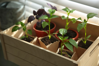 Many young seedlings in wooden crate near window, closeup