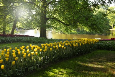 Many beautiful tulip flowers growing in park. Spring season