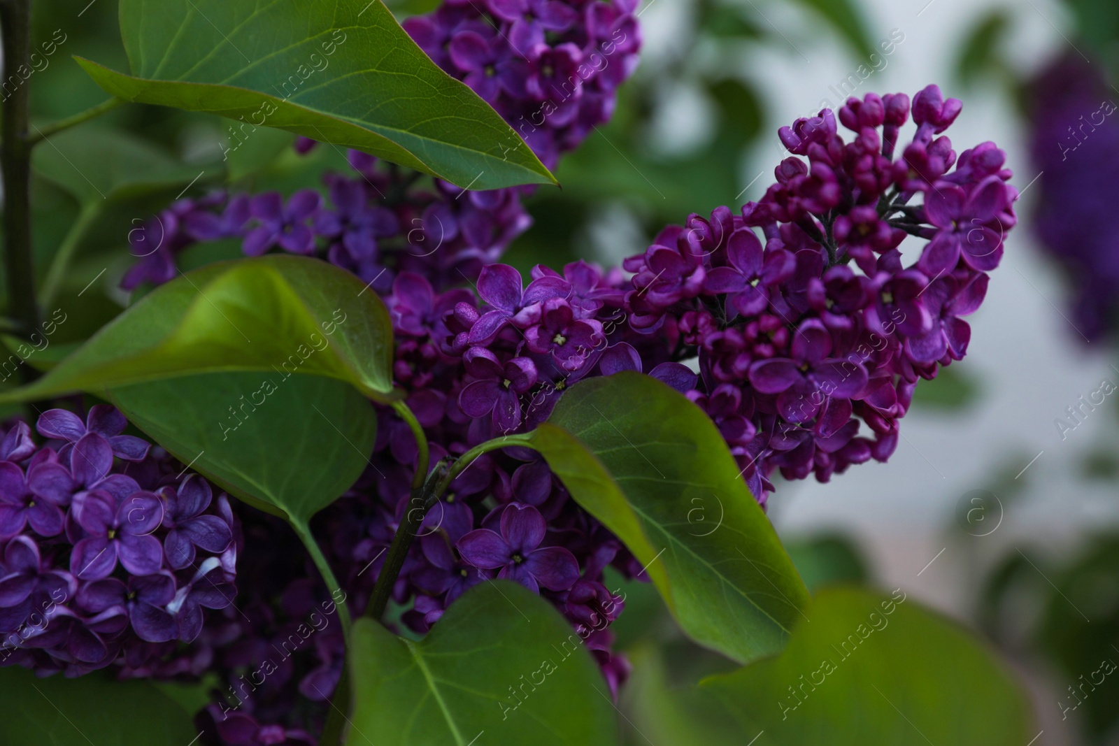 Photo of Beautiful lilac plant with fragrant purple flowers outdoors, closeup