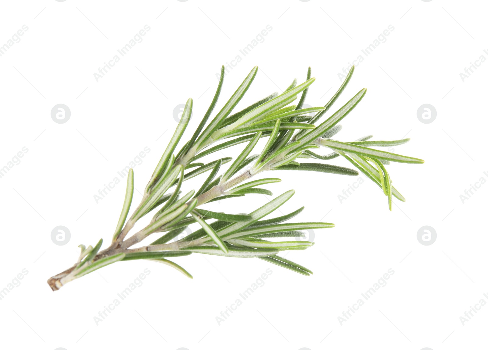 Photo of Fresh green rosemary twig on white background