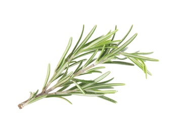 Fresh green rosemary twig on white background