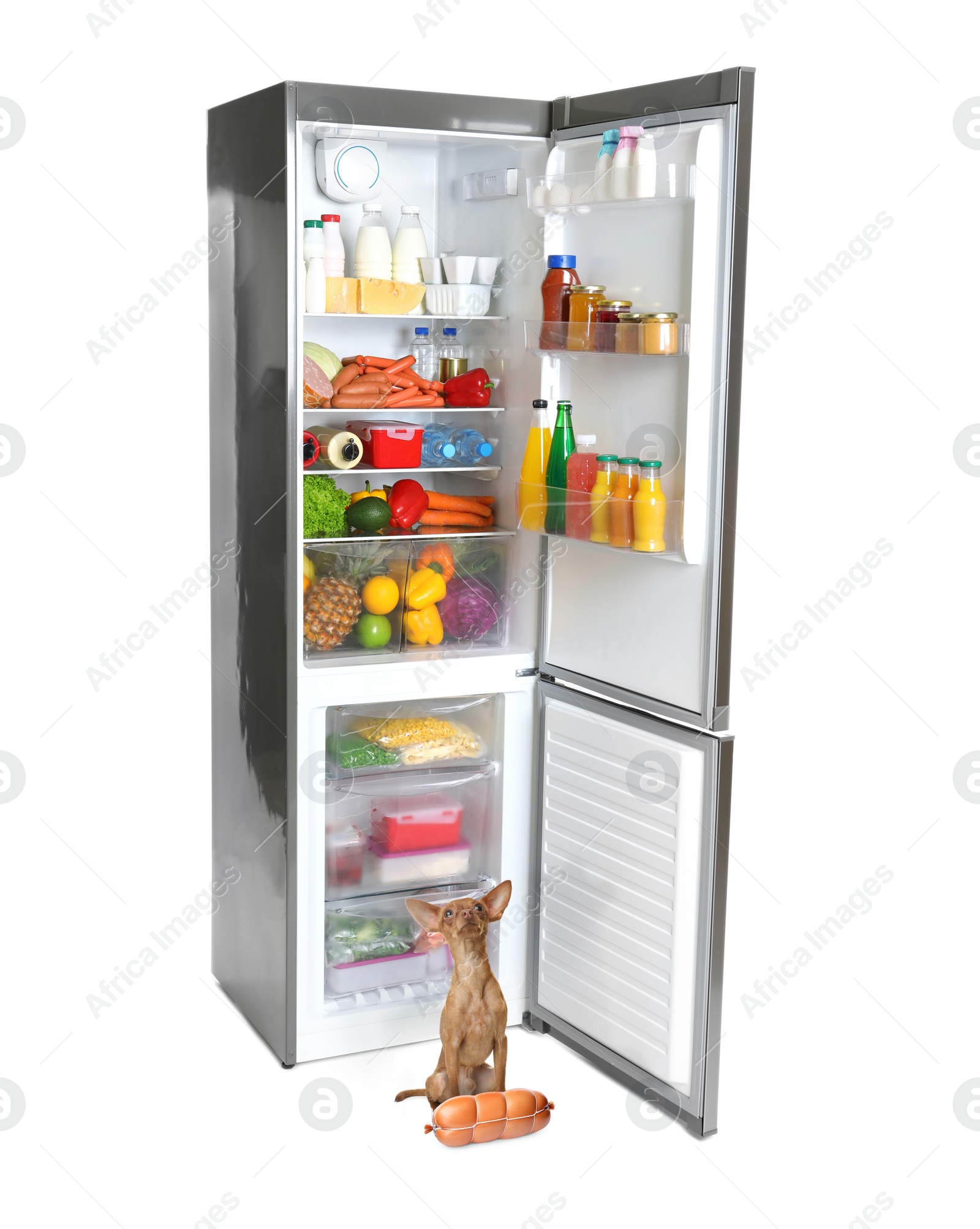 Image of Cute toy terrier sit near open refrigerator with many different products on white background