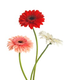 Image of Beautiful colorful gerbera flowers isolated on white