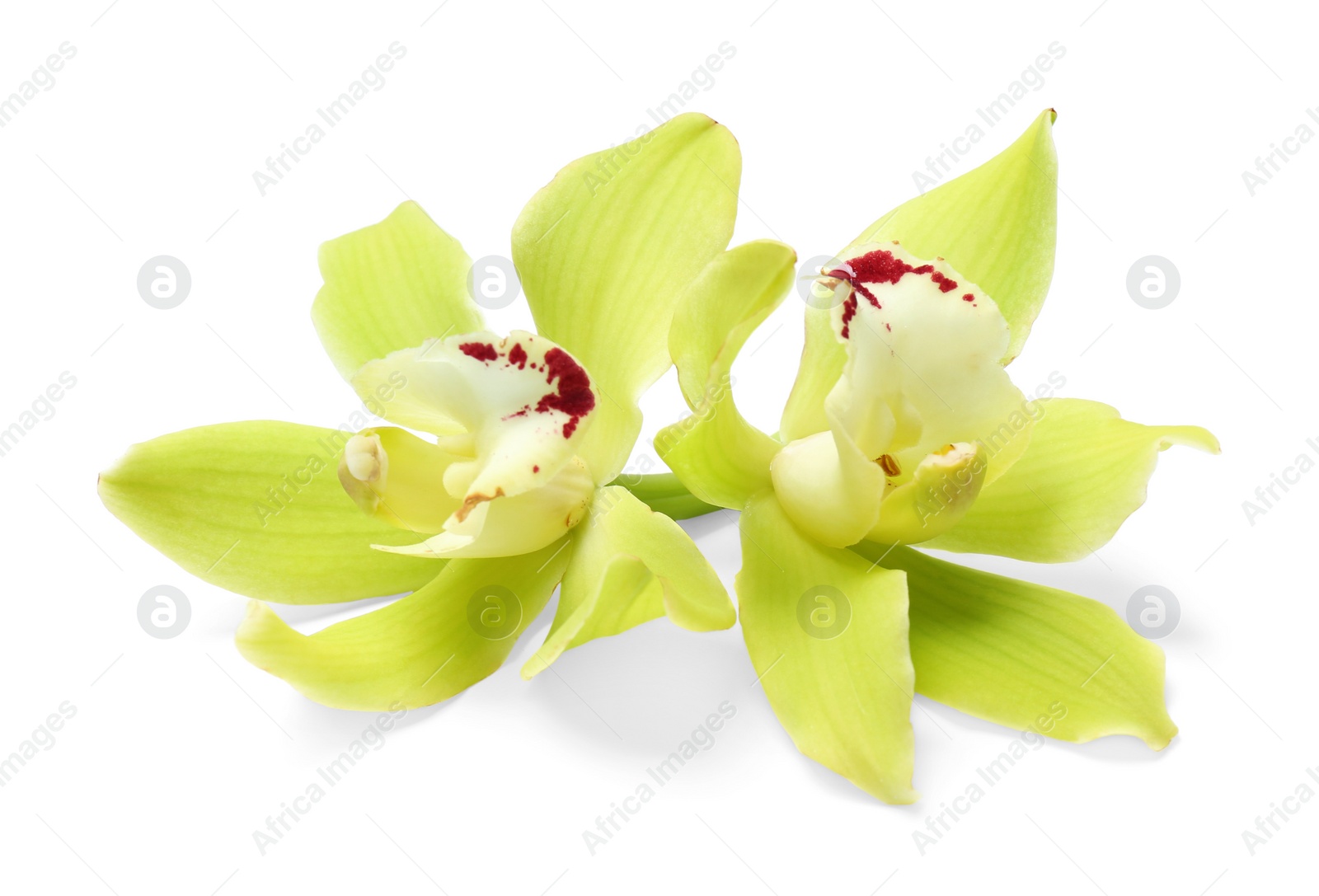 Photo of Beautiful tropical orchid flowers on white background