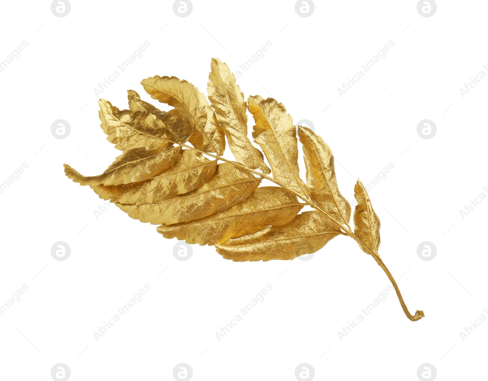 Photo of Twig of golden rowan leaves isolated on white. Autumn season