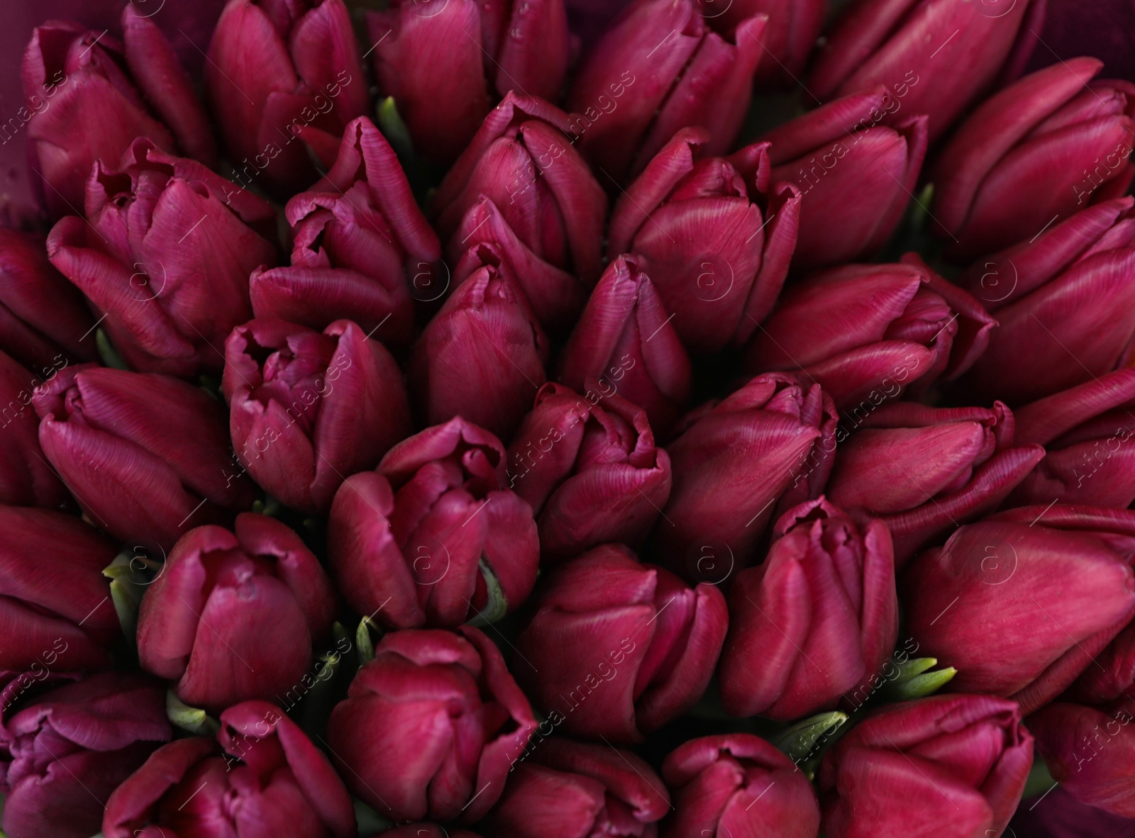 Photo of Beautiful bouquets of tulip flowers, top view. Floral decor
