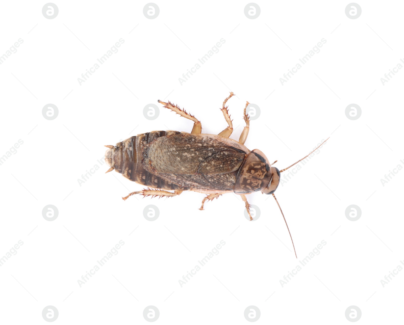 Photo of Brown cockroach isolated on white, top view. Pest control