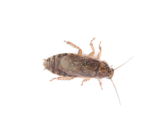 Photo of Brown cockroach isolated on white, top view. Pest control