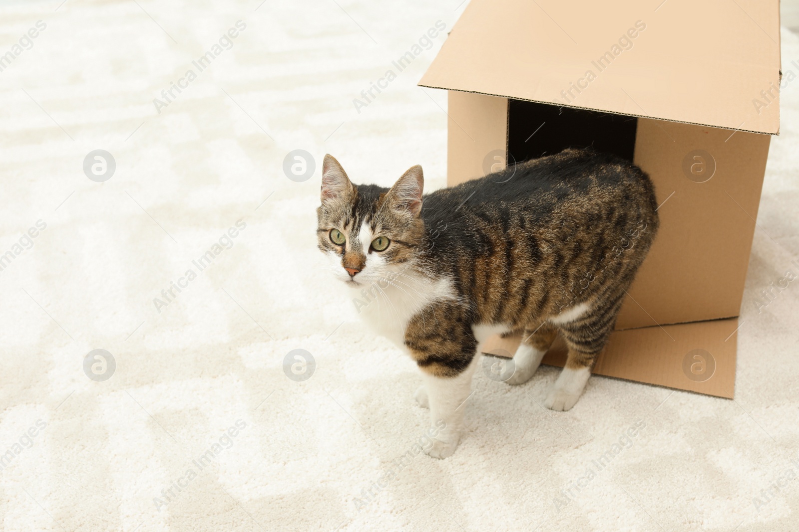 Photo of Curious cat getting out of box at home