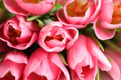 Photo of Beautiful spring tulips as background, closeup. International Women's Day