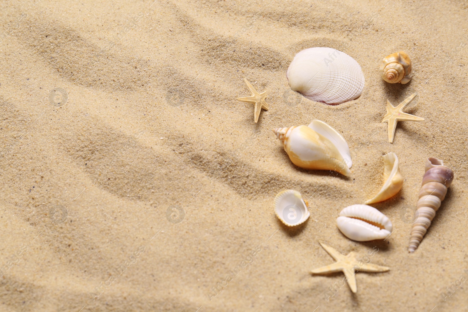 Photo of Beautiful seashells and starfishes on beach sand, flat lay with space for text. Summer vacation