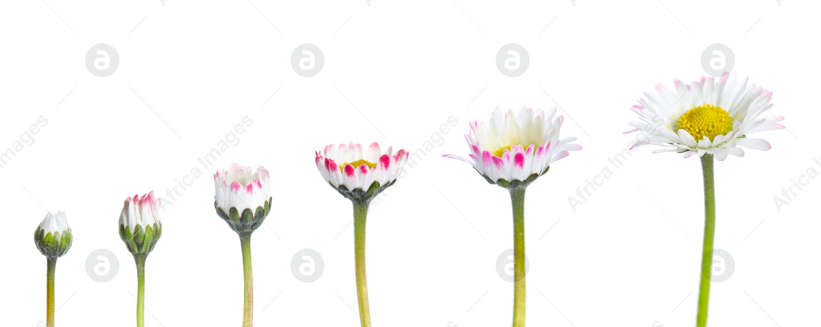 Image of Blooming stages of beautiful daisy flower on white background