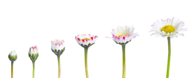 Blooming stages of beautiful daisy flower on white background