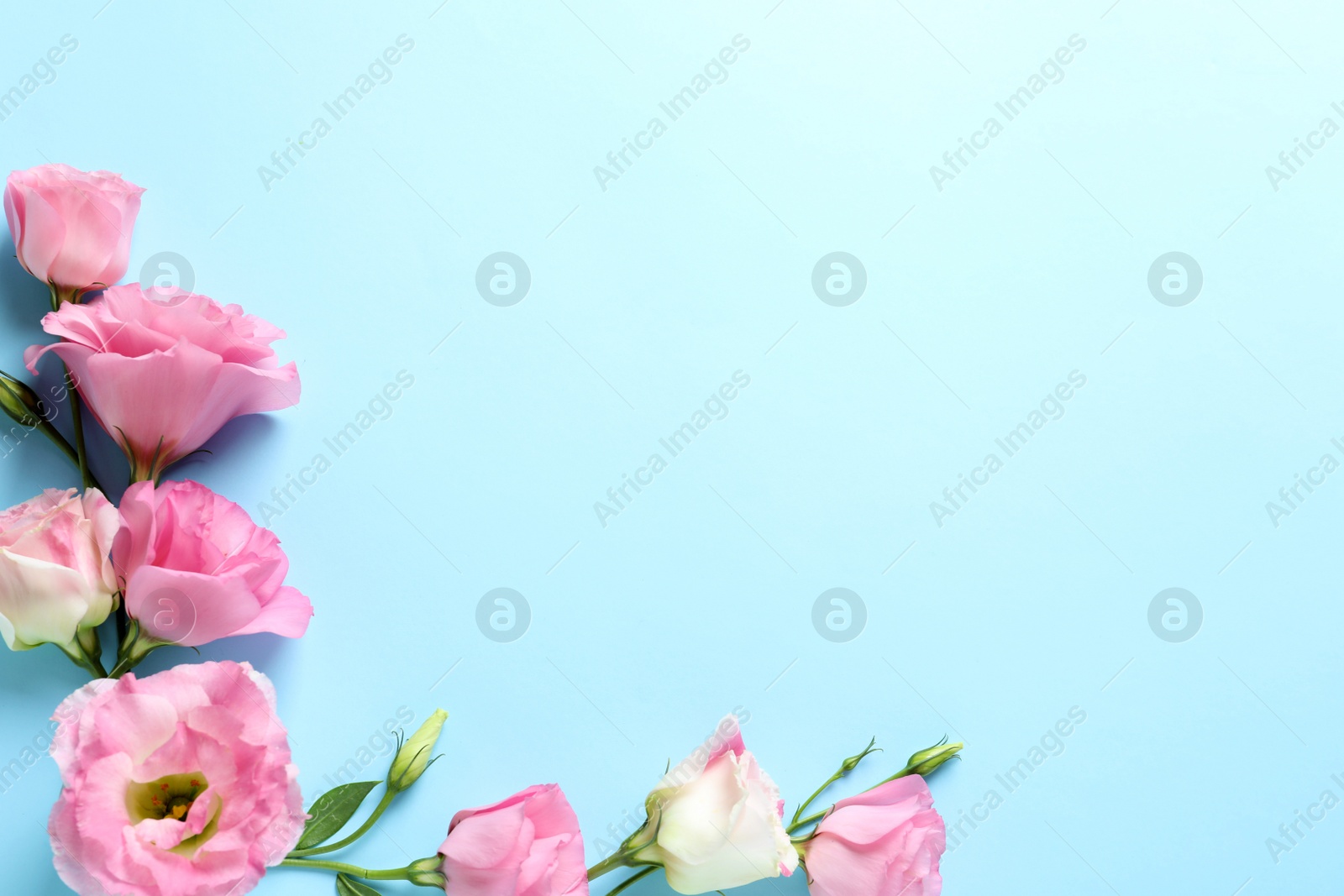 Photo of Flat lay composition with beautiful Eustoma flowers on color background