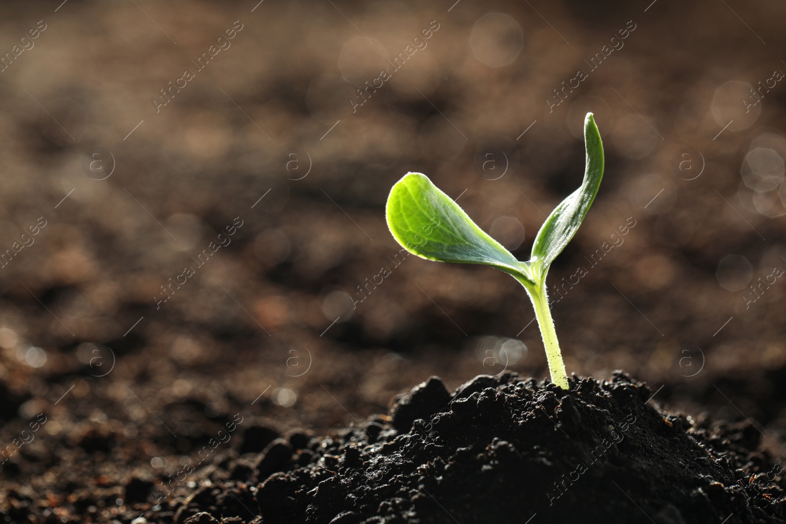 Photo of Young vegetable seedling growing in soil outdoors, space for text