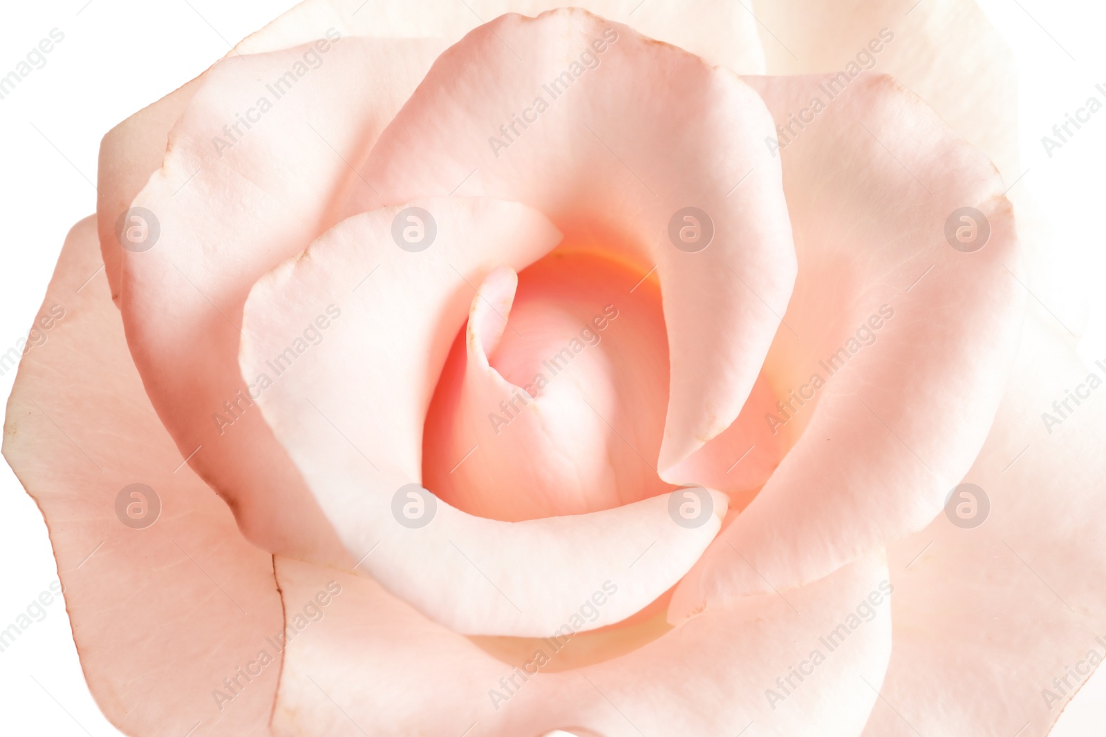 Photo of Beautiful rose flower, closeup