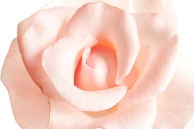 Beautiful rose flower, closeup