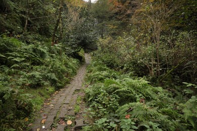 Beautiful view of pathway and green plants in forest