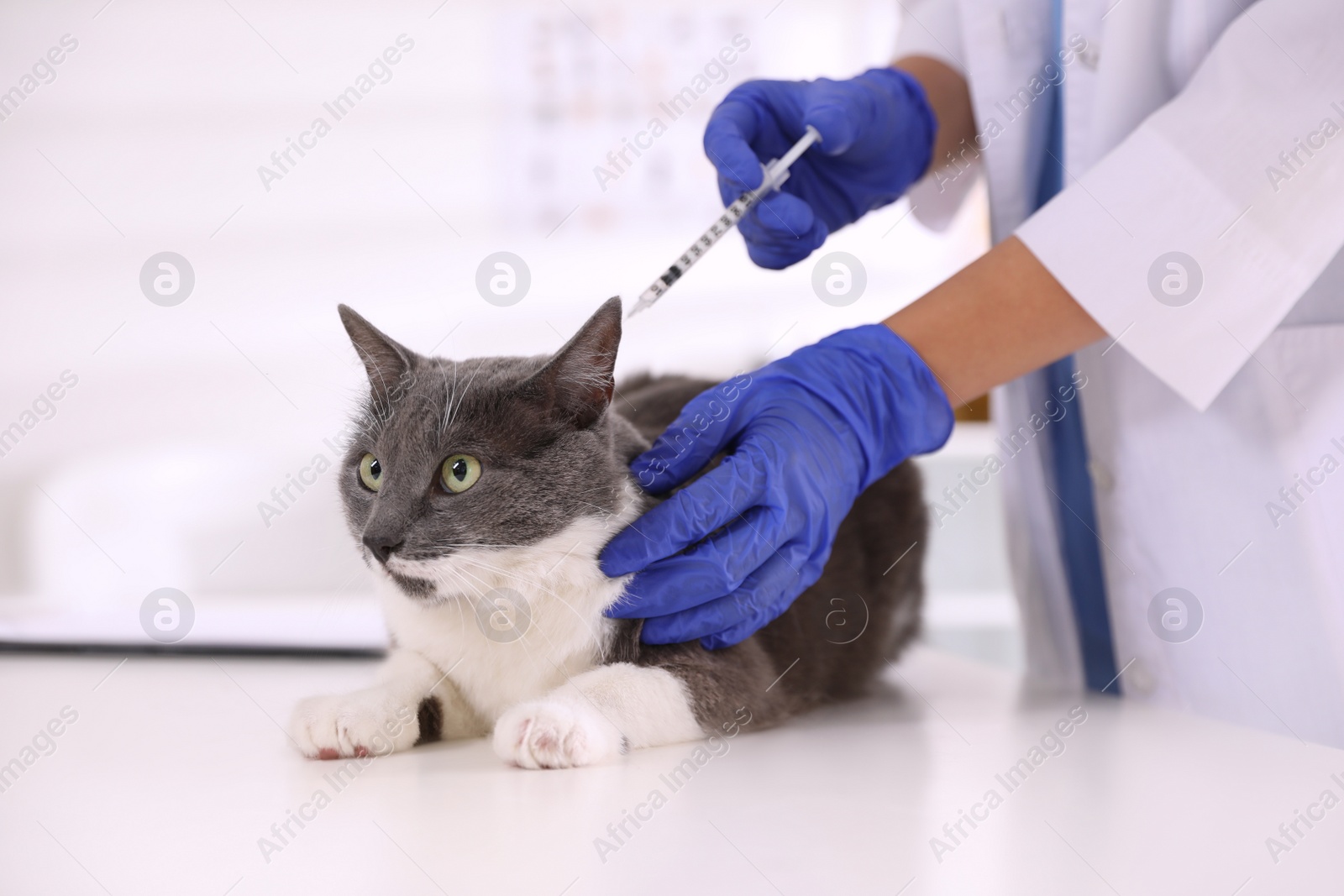 Photo of Professional veterinarian vaccinating cute cat in clinic, closeup