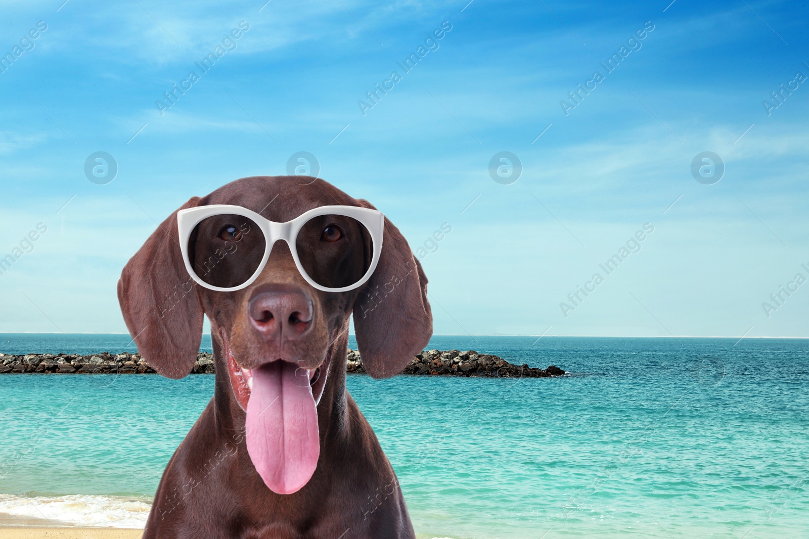 Image of German Shorthaired Pointer dog with sunglasses on sunny beach