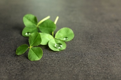 Photo of Green clover leaves on gray background with space for text