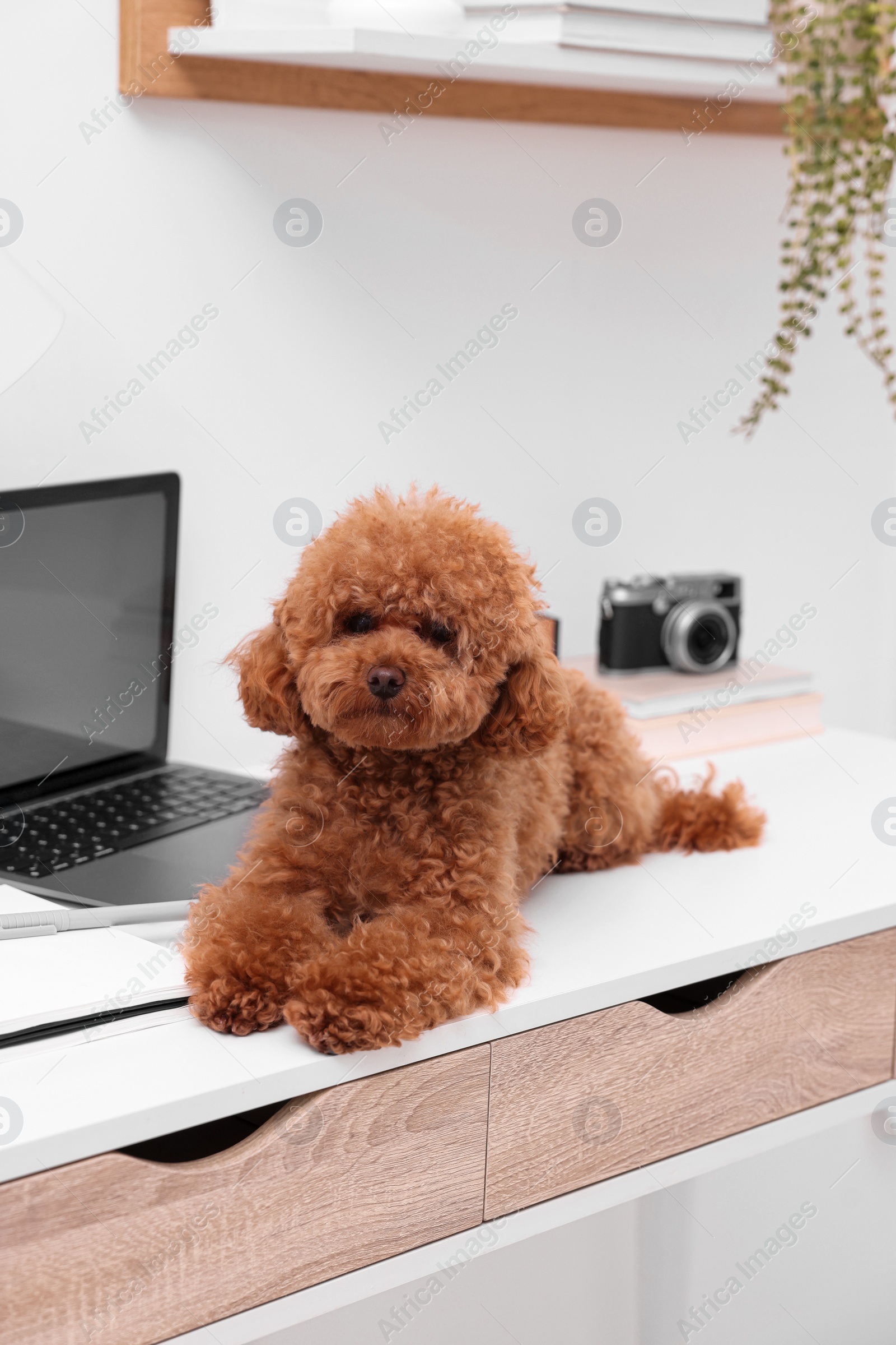 Photo of Cute Maltipoo dog on desk near laptop at home