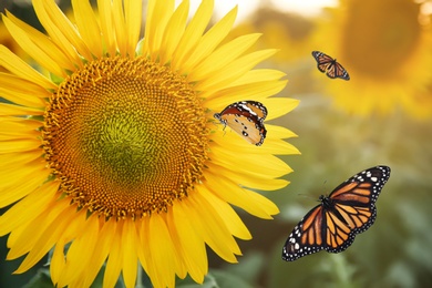 Image of Beautiful monarch and plain tiger butterflies in sunflower field